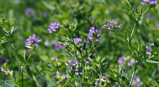 2023 Conference Recap: Day 1 Closing Keynote - with Dr. Dan Undersander