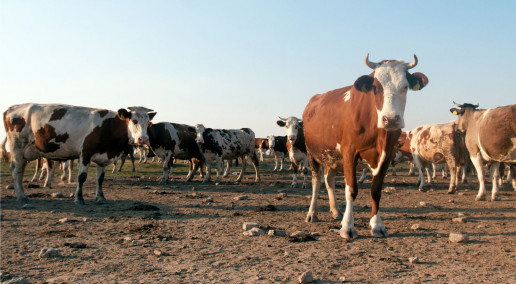 herd of cows
