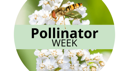 Celebrate pollinators during Pollinator Week and the rest of the year