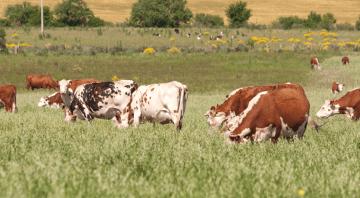 photo of a Herd of grazing cows in a field with tall grass.