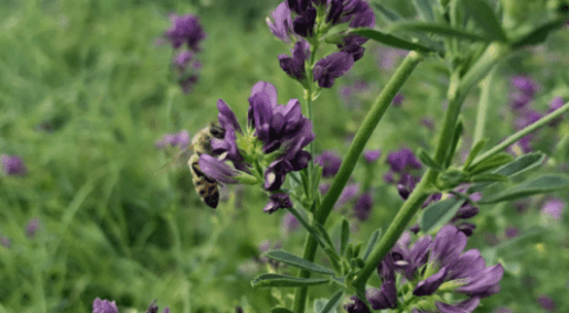 CFGA hosts successful 2023 conference in Harrison Hot Springs, B.C.