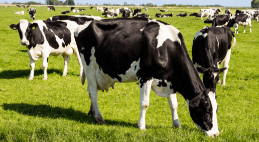 Herd of grazing cows in a field with tall grass.