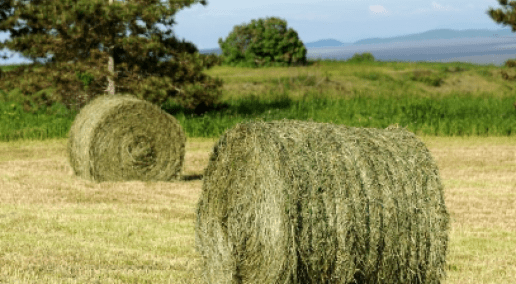 CFGA Partner Spotlight: Kemin Animal Nutrition and Health