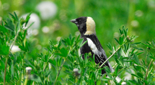 photo of a Bird perched in overgrown field