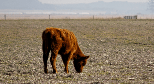 photo of a Single brown cow grazing in field with mountains on the distant horizon line
