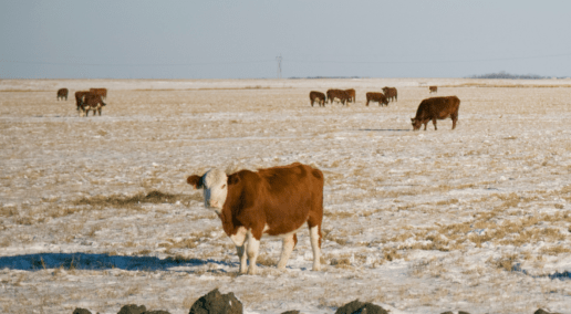 Conference 2022 Recap - Extended Grazing Season and Winter-Feeding Strategies