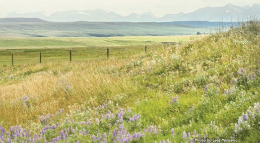 Conference 2023 Recap: Grassland Inventories: Canada, USA and Mexico
