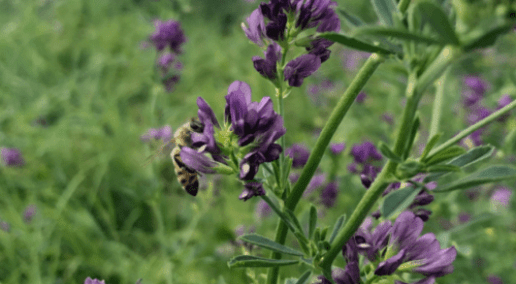 Conference 2023 Recap: Industry-Government Forage Insurance Task Team Update