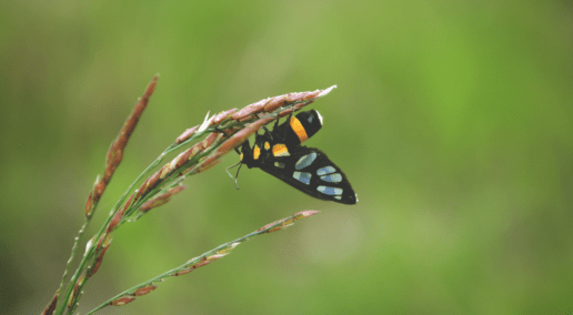 Moth hanging on a blade of grass