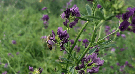 Early Bird Registration is Open for CFGA 2023 Conference