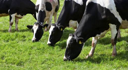 cows grazing on grass