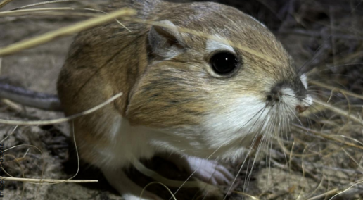 Habitat loss of Ord kangaroo rat subject of next Native Prairie Speaker Series webinar