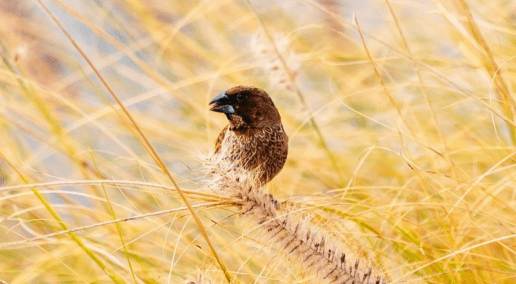 Insights from Birds Canada at the Young Ranchers Network