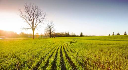 field with rows of young plants