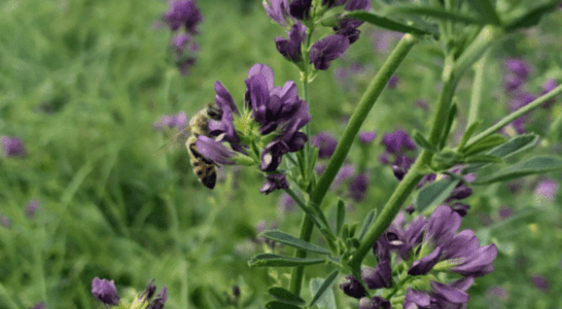 Last chance to register for the CFGA’s 14th annual conference