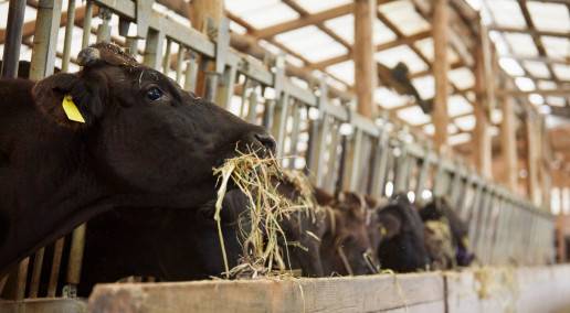 cow eating hay