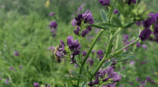 Nominations open for 2023 CFGA Leadership Award