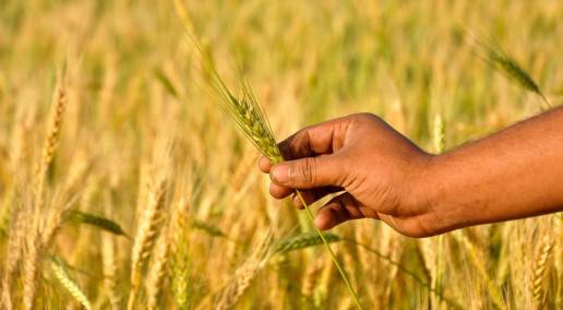 persons hand holding a blade of grain