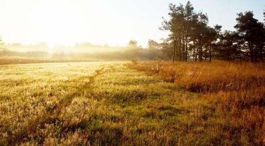 Field of tall grass