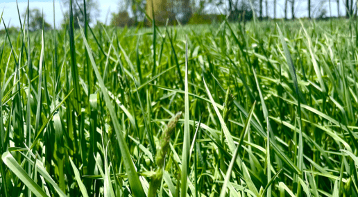 Partner guest blog: DLF on forage planning through crop rotation