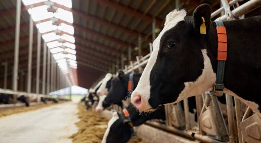 dairy cows feeding