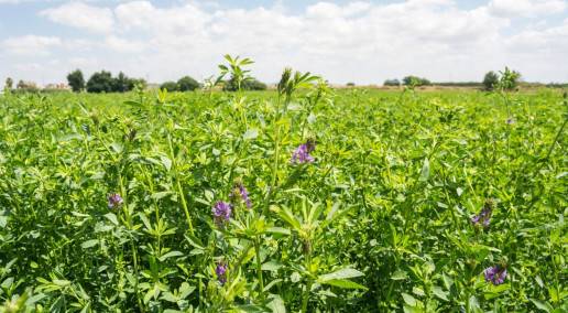 photo of alfalfa field
