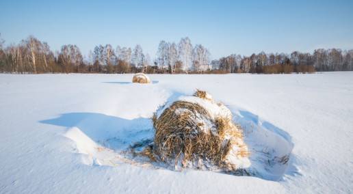 old round hay bales in a snowy field