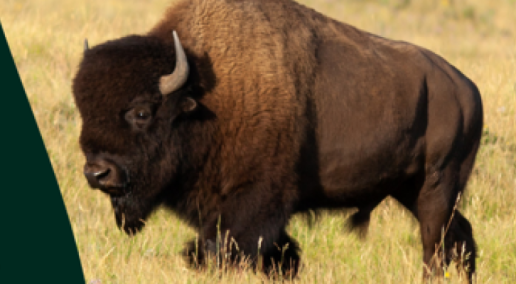 Three-year research project underway to help understand Canadian grassland trends