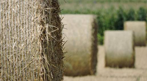 round hay bales in a field