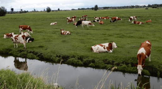 Herd of grazing cows in a field with tall grass and a river