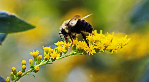 bee standing on a flower