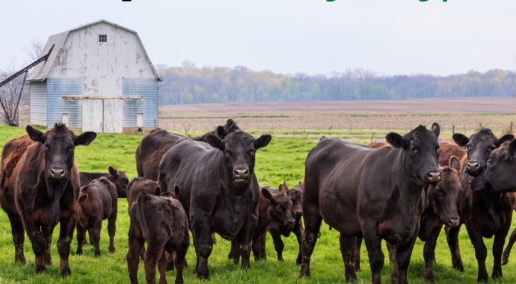 Winter is the perfect time to develop a rotational grazing plan