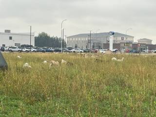 AB – Yellowhead grazing demo site