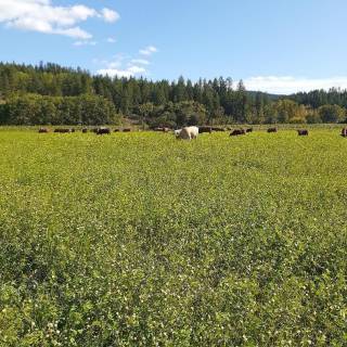 BC - Australian Ranch Ltd.