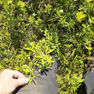 BC - Australian Ranch Ltd.