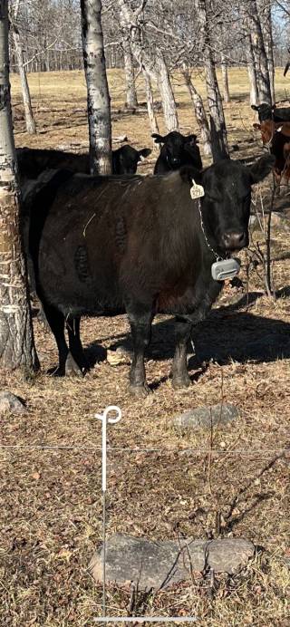 CJ Ranching Demo Site