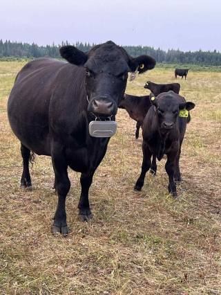 CJ Ranching Demo Site