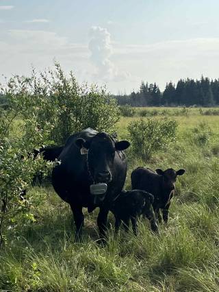 CJ Ranching Demo Site