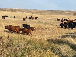 Hadwin Cattle Co Demo Site