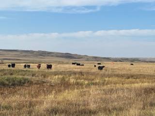 Hadwin Cattle Co Demo Site