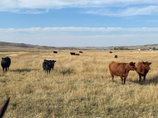 Hadwin Cattle Co Demo Site