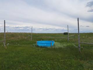 Water trough used to service four paddocks, each gate can be opened to provide access.