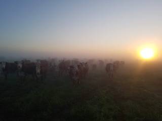 Mattheis Research Ranch Demo Site