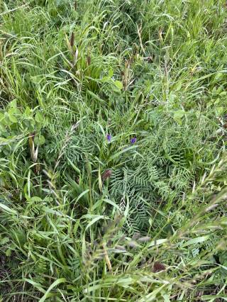 Mattheis Research Ranch Demo Site