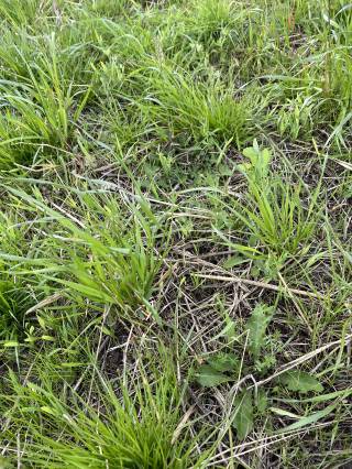 Mattheis Research Ranch Demo Site