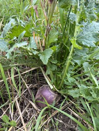 Mattheis Research Ranch Demo Site