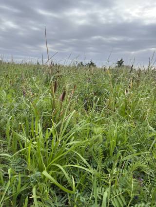 Mattheis Research Ranch Demo Site