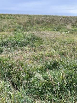 Mattheis Research Ranch Demo Site