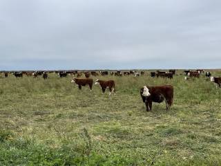 Mattheis Research Ranch Demo Site