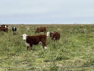 Mattheis Research Ranch Demo Site